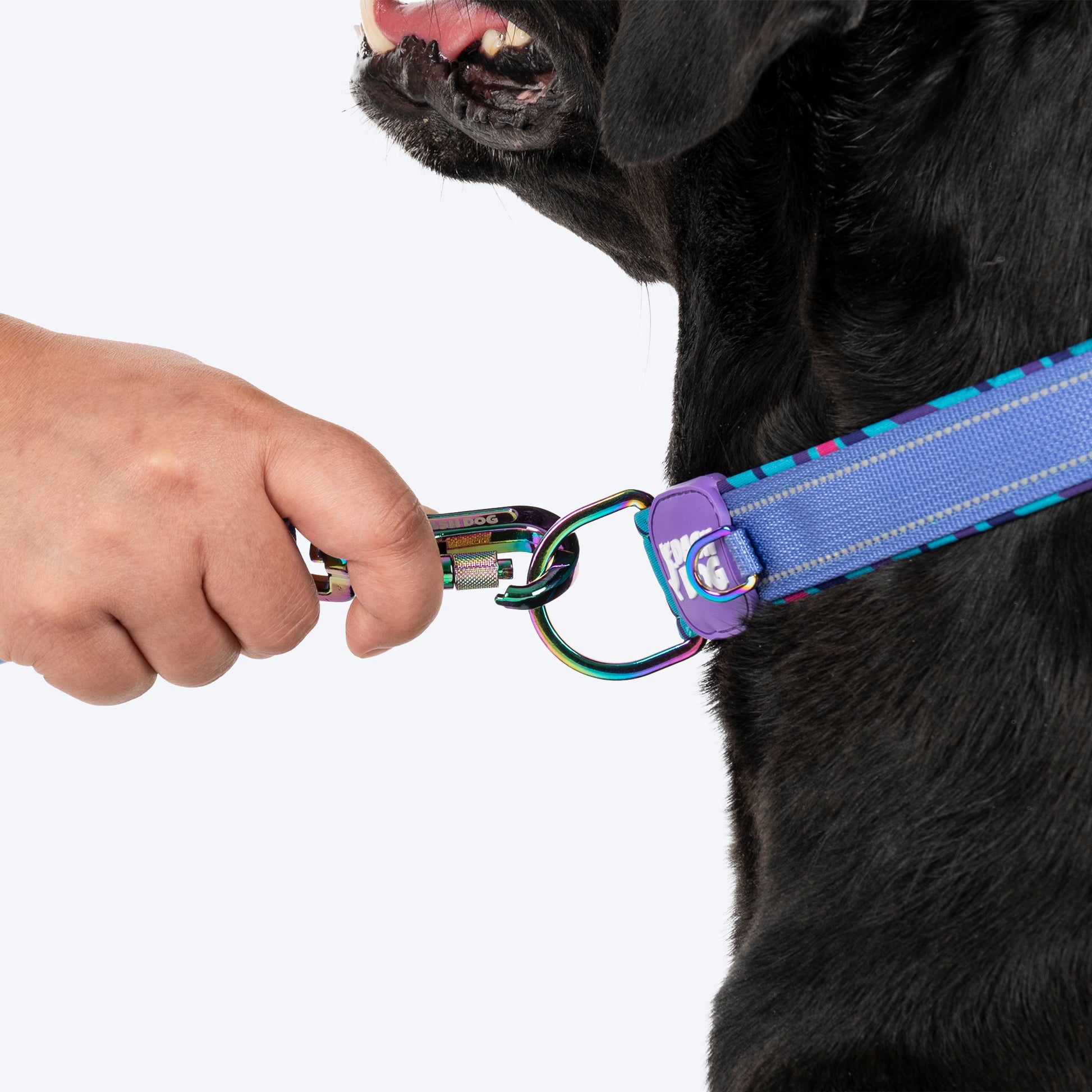 Dash Dog Ocean Breeze Padded Collar For Dog - Teal Blue_07