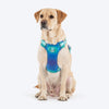 Dash Dog Seafoam Storm Outdoor Ease Harness For Dog - Aqua Blue_01