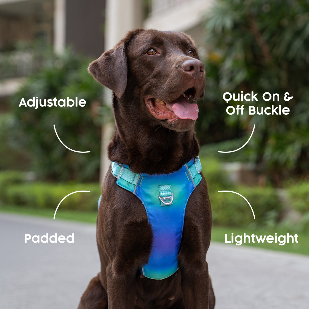 Dash Dog Seafoam Storm Outdoor Ease Harness For Dog - Aqua Blue_02