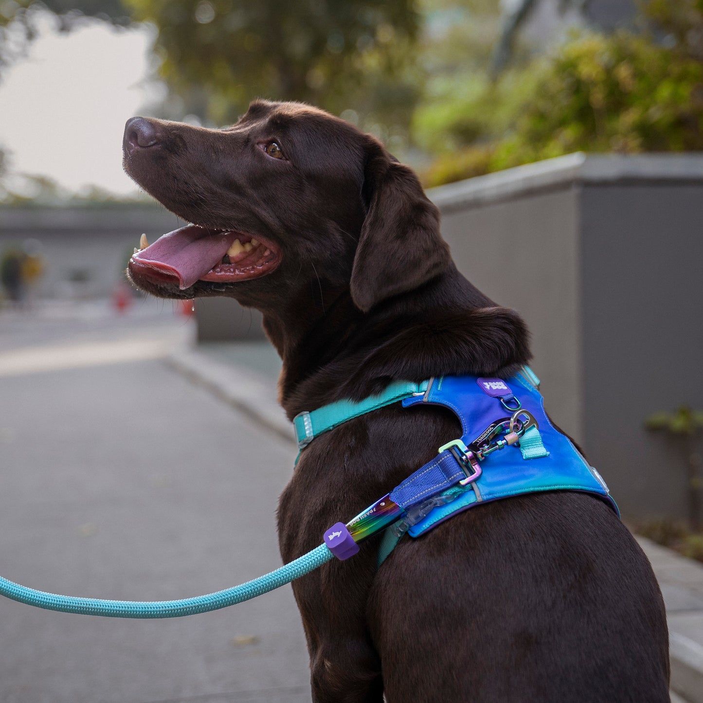 Dash Dog Seafoam Storm Outdoor Ease Harness For Dog - Aqua Blue_03