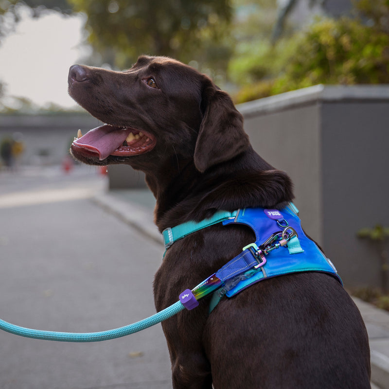 Dash Dog Seafoam Storm Outdoor Ease Harness For Dog - Aqua Blue_03