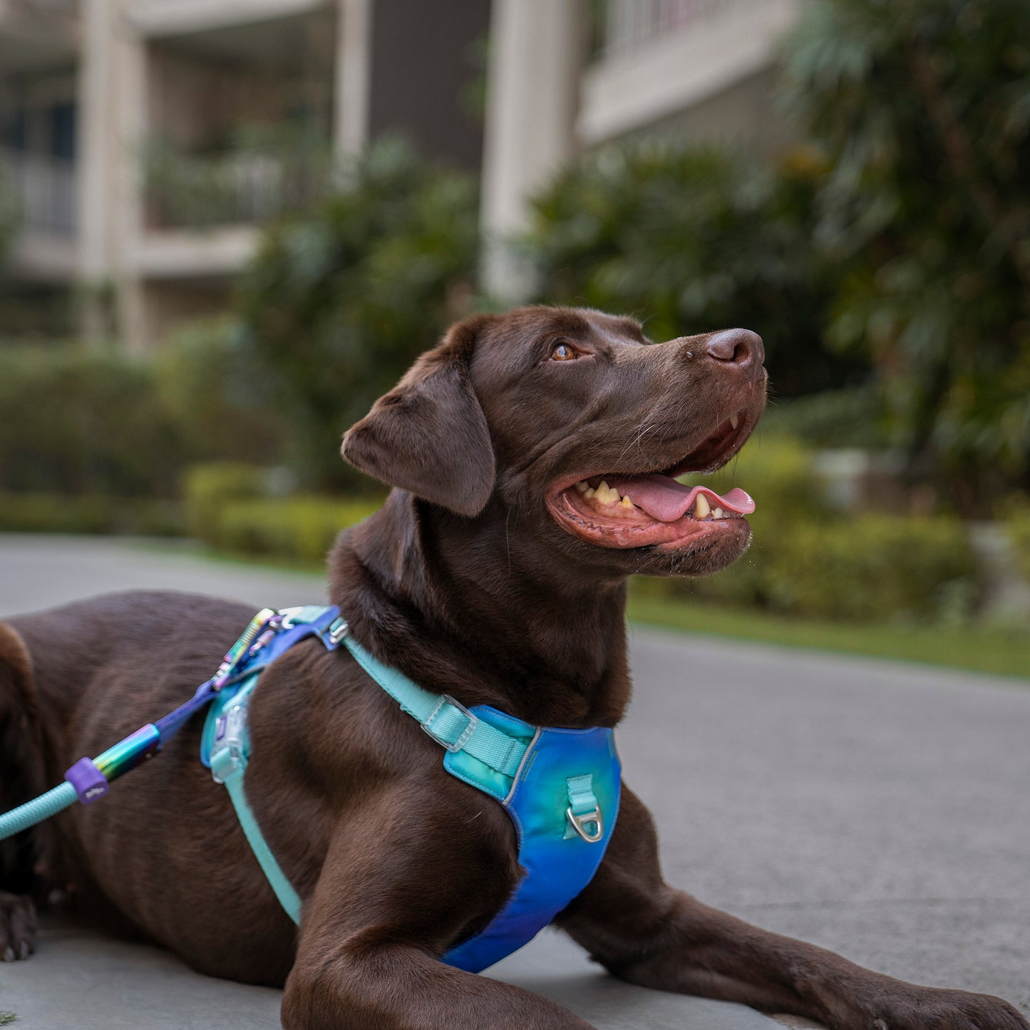 Dash Dog Seafoam Storm Outdoor Ease Harness For Dog - Aqua Blue_04