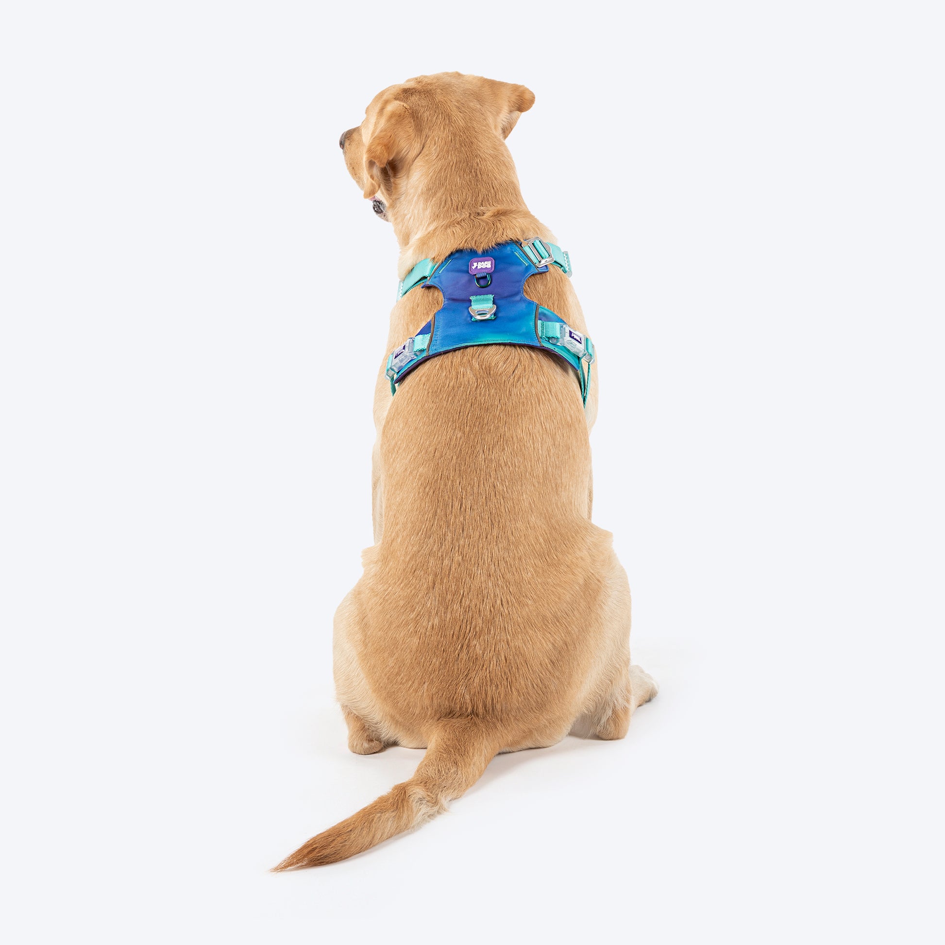 Dash Dog Seafoam Storm Outdoor Ease Harness For Dog - Aqua Blue_05