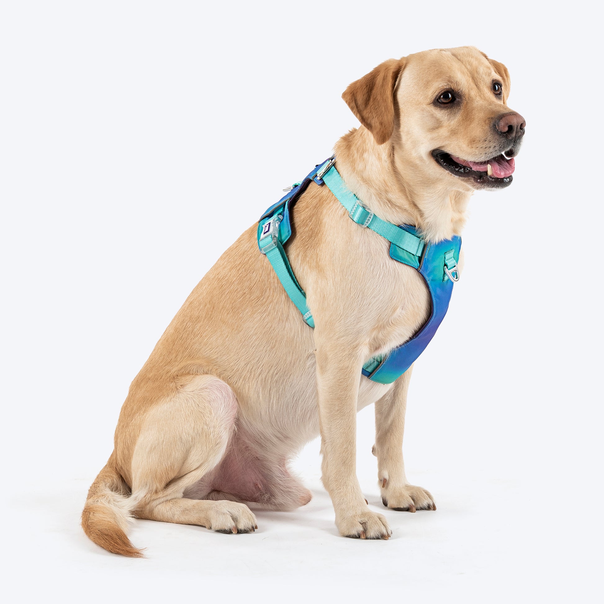 Dash Dog Seafoam Storm Outdoor Ease Harness For Dog - Aqua Blue_07