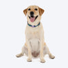Dash_Dog_Trail_Tails_Waterproof_Dog_Collar_Leash_Set_-_Blue_06