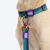 Dash_Dog_Trail_Tails_Waterproof_Dog_Collar_Leash_Set_-_Blue_09