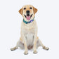 Dash_Dog_Wild_Ridge_Waterproof_Dog_Collar_Leash_Set_-_Green_09