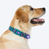 Dash_Dog_Wild_Ridge_Waterproof_Dog_Collar_Leash_Set_-_Green_10