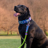 Dash Dog Wildcrest Padded Collar For Dog - Blue & Neon Green_03