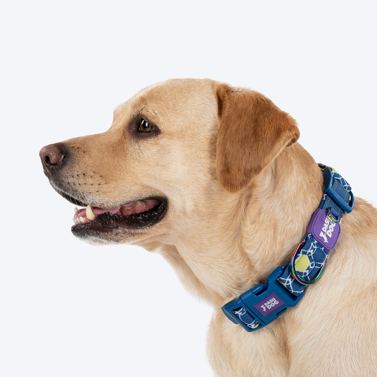 Dash Dog Wildcrest Padded Collar For Dog - Blue & Neon Green_04