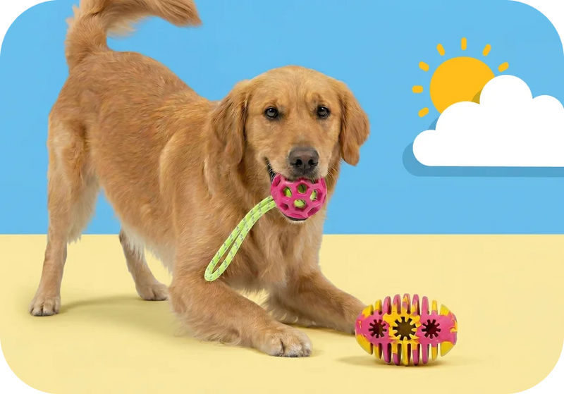 Dog Toys