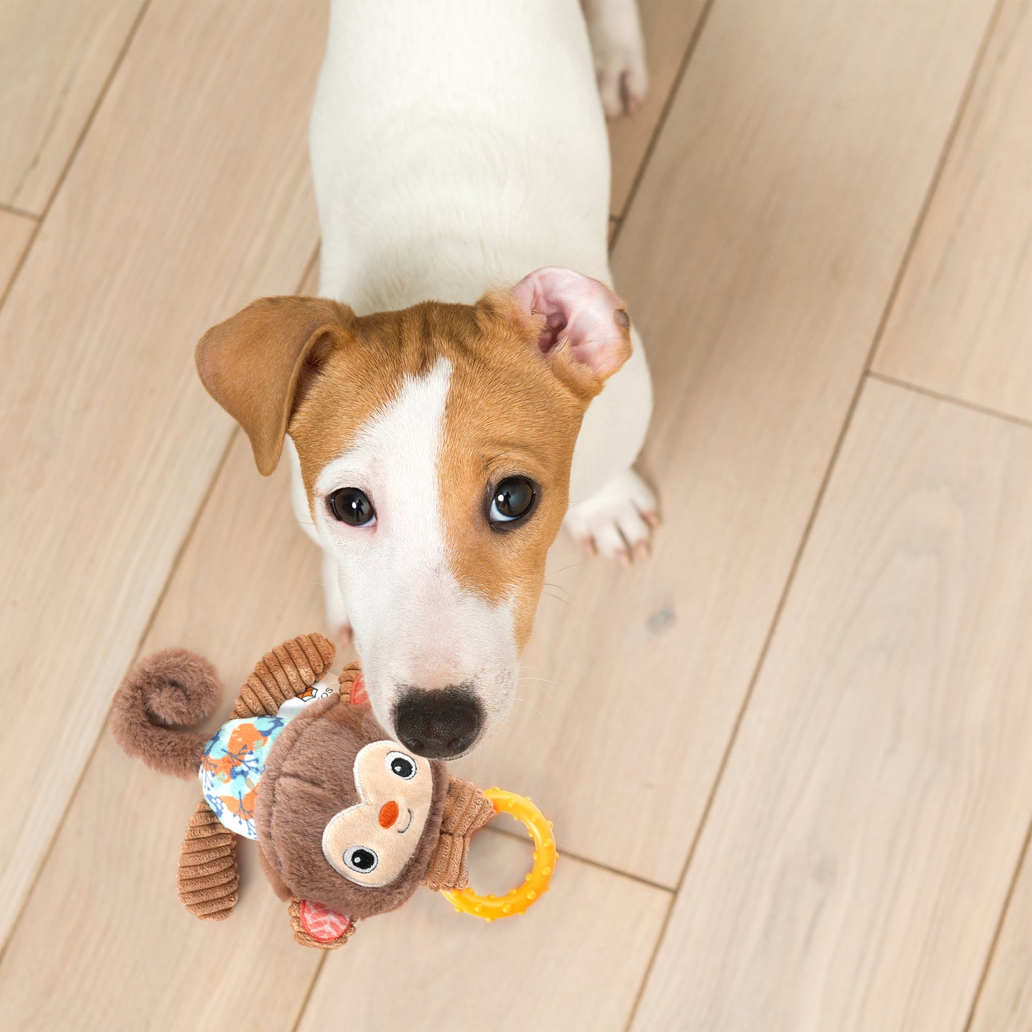 FOFOS Monkey Squeaky Chew Toy For Puppy - Brown - Heads Up For Tails