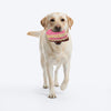 HUFT Slice Of Life Plush Toy For Dog - Multicolor