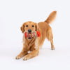 HUFT Woof Noodles Plush Toy For Dog - Multicolor