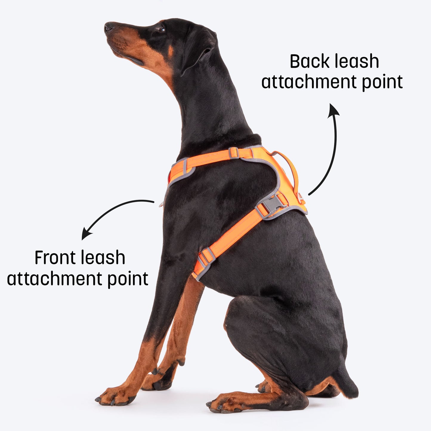 HUFT Active Pet Dog Harness - Orange_02