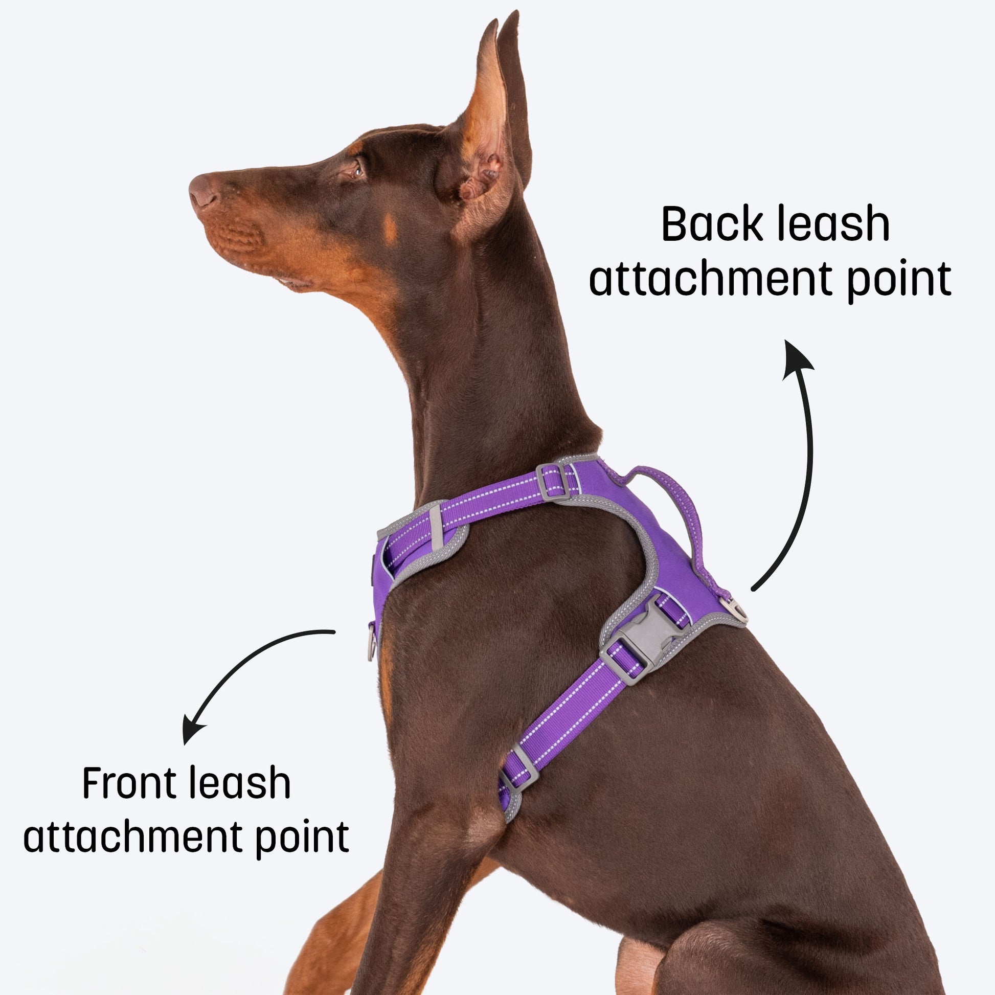 HUFT Active Pet Dog Harness - Purple_05