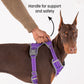 HUFT Active Pet Dog Harness - Purple_03