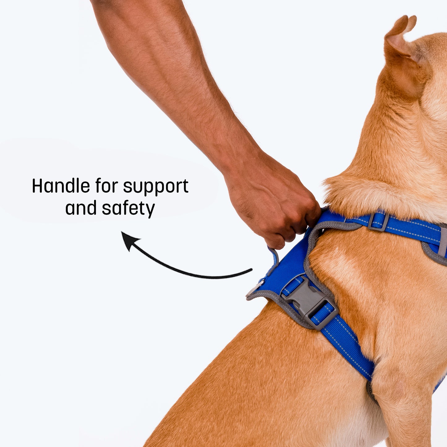 HUFT Active Pet Dog Harness - Royal Blue_04