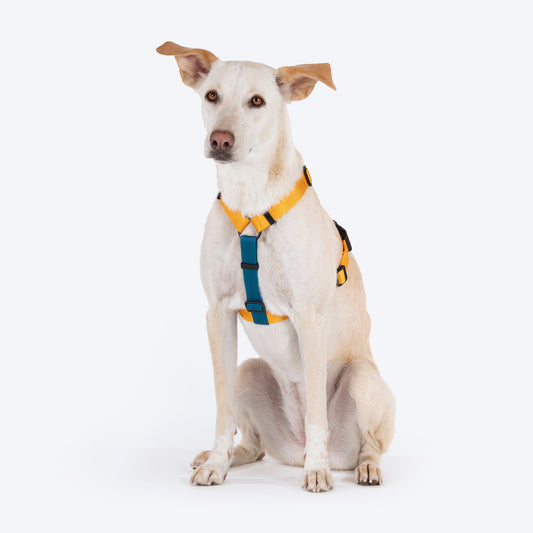 HUFT Basics Dog H Harness - Yellow & Blue