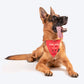 HUFT Personalised Mommas Shepherd (Pet's Name) Bandana - Heads Up For Tails
