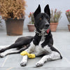 HUFT Twistee Collection Dog Chew Toy - Fetch & Chew_03