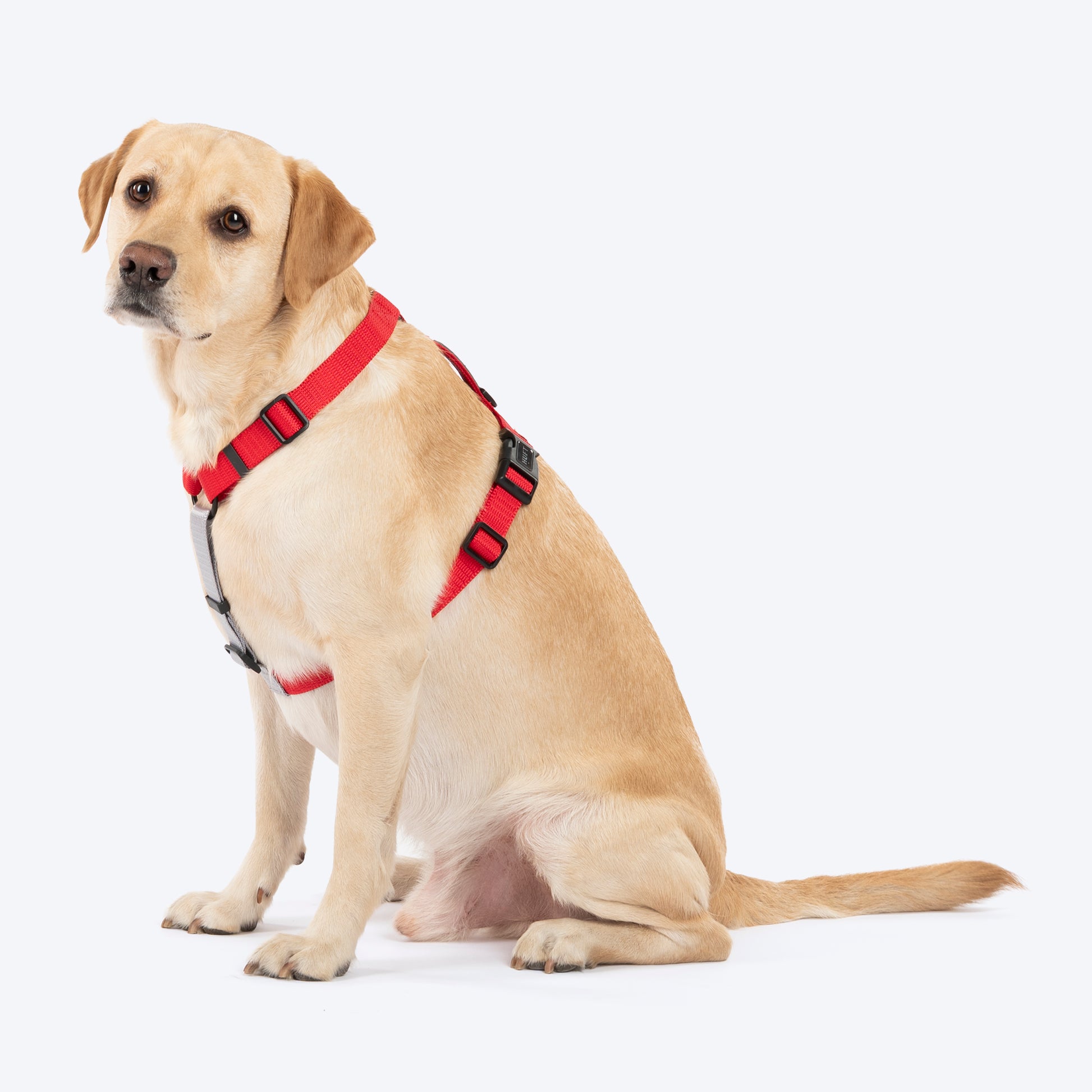 HUFT Classic H Harness For Dog - Cherry Red_03