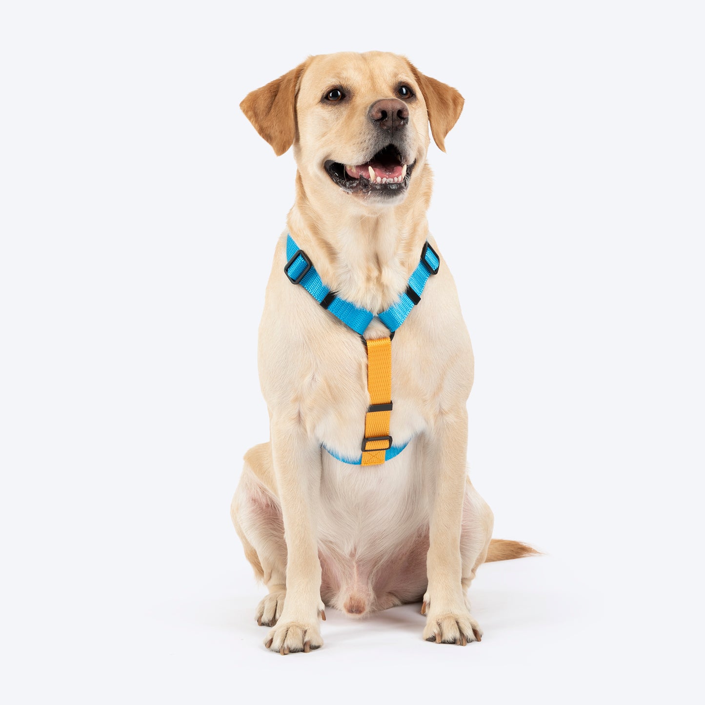 HUFT Classic H Harness For Dog - Ocean Blue_01