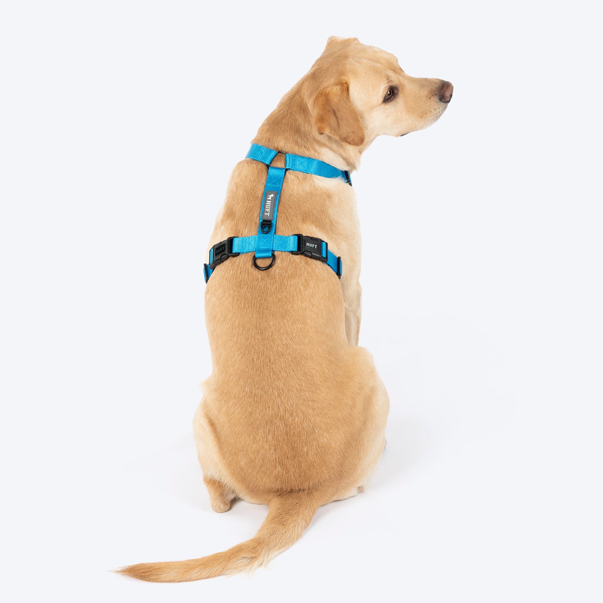 HUFT Classic H Harness For Dog - Ocean Blue_02