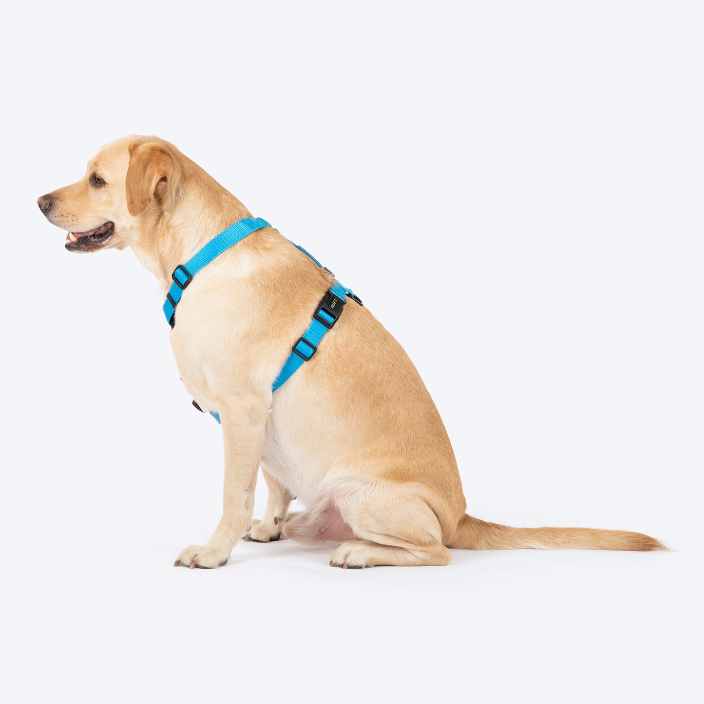 HUFT Classic H Harness For Dog - Ocean Blue_03
