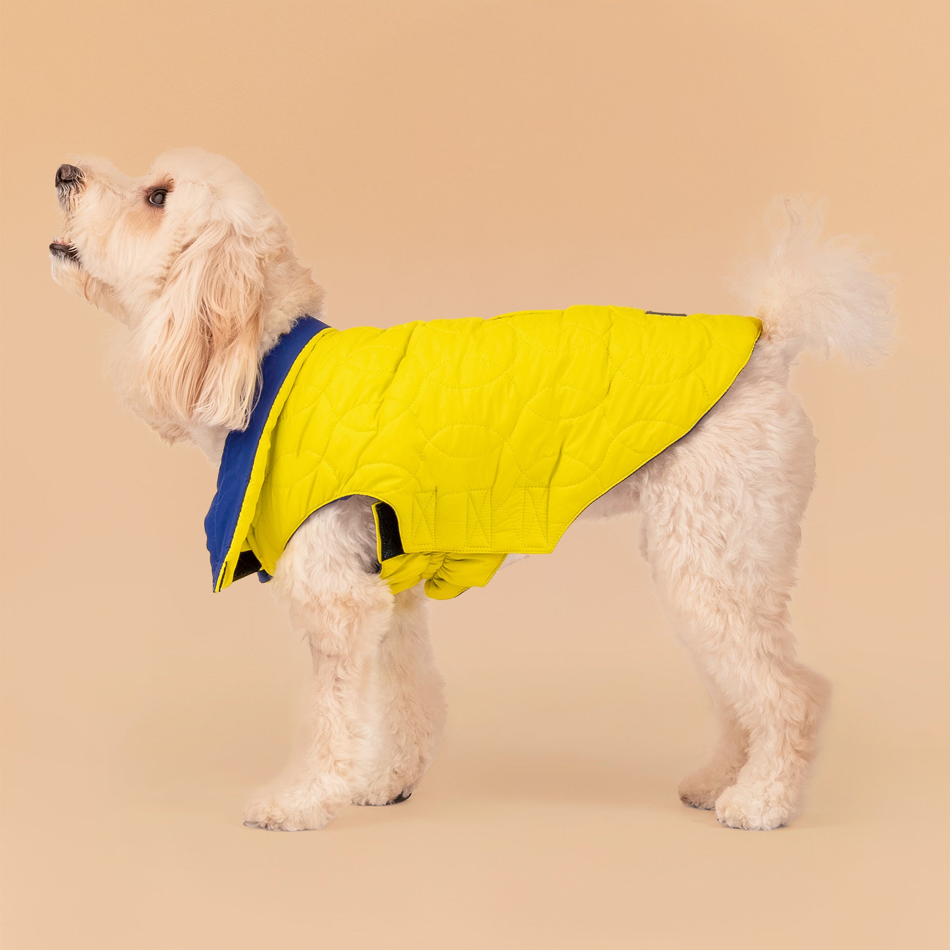 HUFT Cosy Pupper Reversible Dog Jacket - Lime Green - Heads Up For Tails