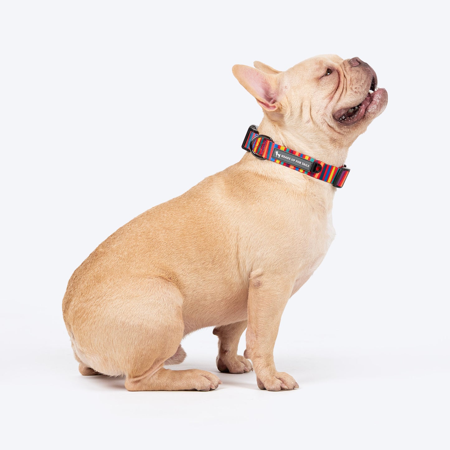 HUFT Good Doggie Collar For Dog - Multicolor_03