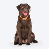 HUFT Hive Harmony Waterproof Collar and Leash Set For Dog - Orange - Heads Up For Tails