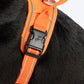 HUFT Xplorers Harness For Dog- Orange_05