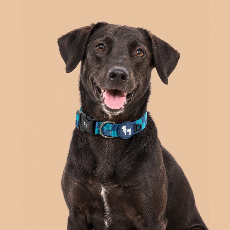 HUFT Frosted Checks Collar For Dog - Blue