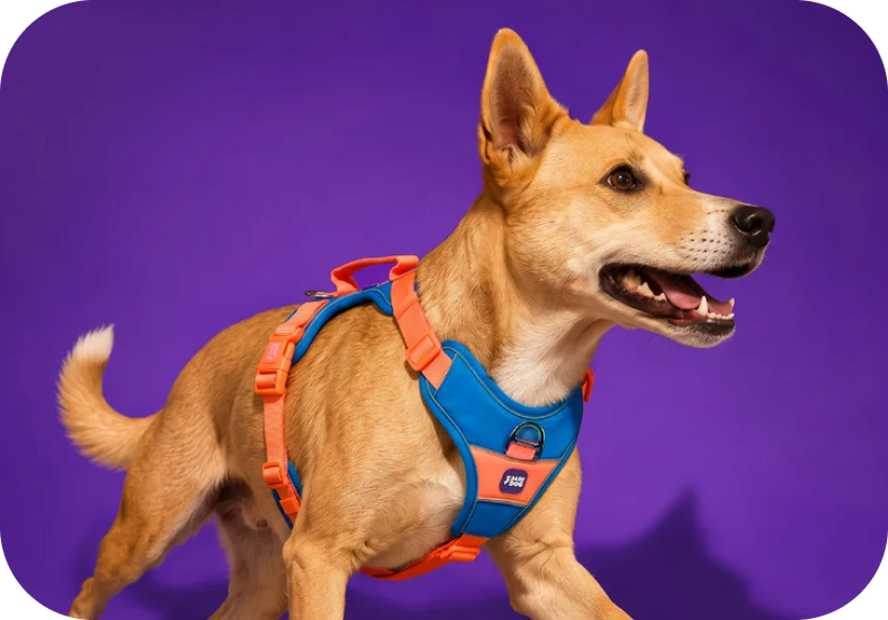 Shop Harnesses →