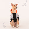 HUFT Colour Block Hoodie Sweatshirt For Pets- Black - Heads Up For Tails
