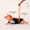 HUFT Colour Block Hoodie Sweatshirt For Pets- Black - Heads Up For Tails