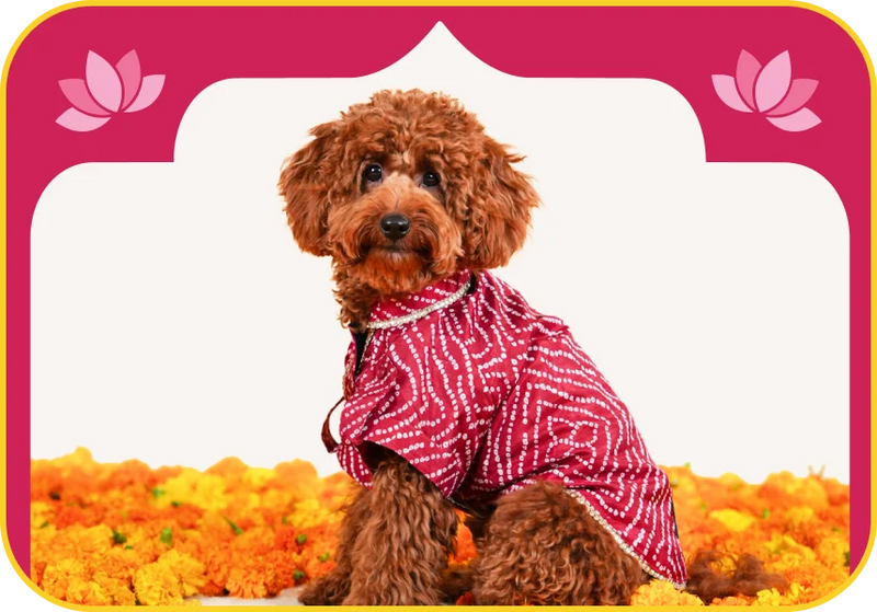 Shop Kurtas →