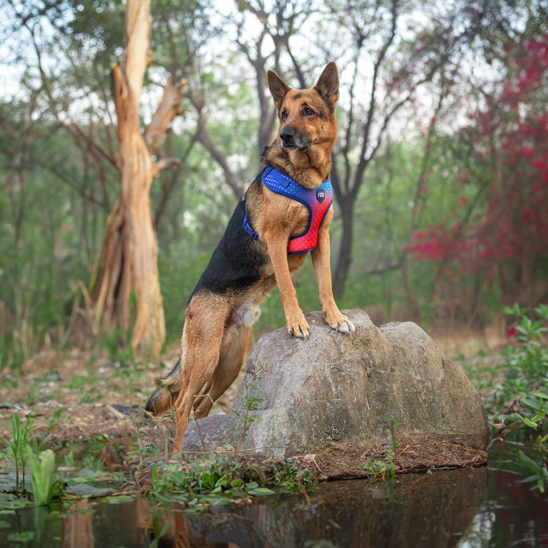 Dash Dog Flow Easy Walk Harness - Violet & Red - Heads Up For Tails