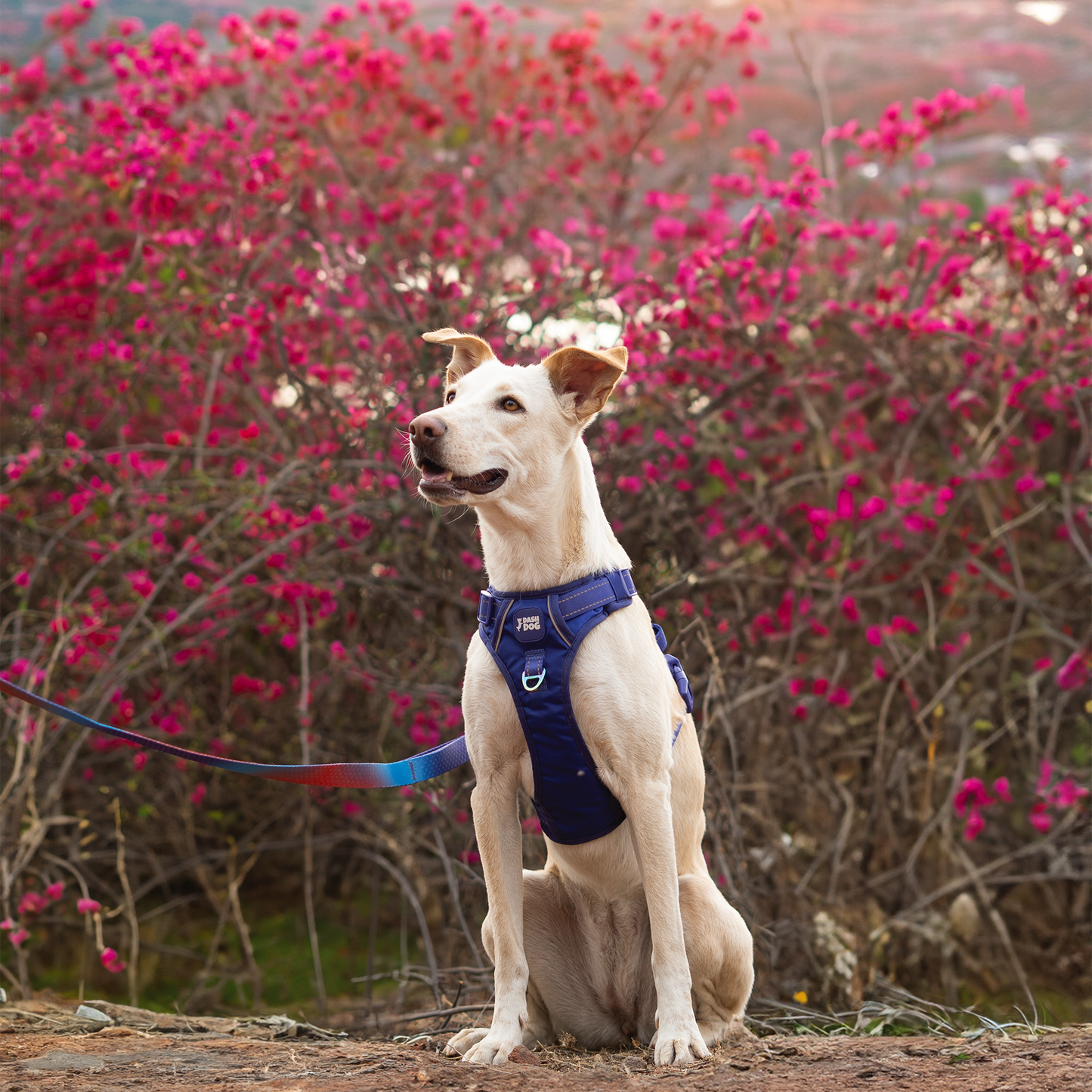 Dash Dog Zoom Walk Along Harness - Violet & Red