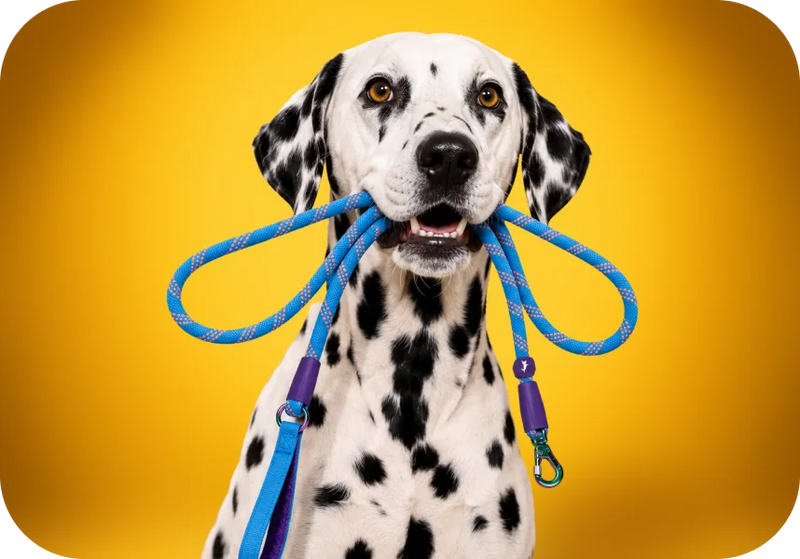 Shop Leashes →