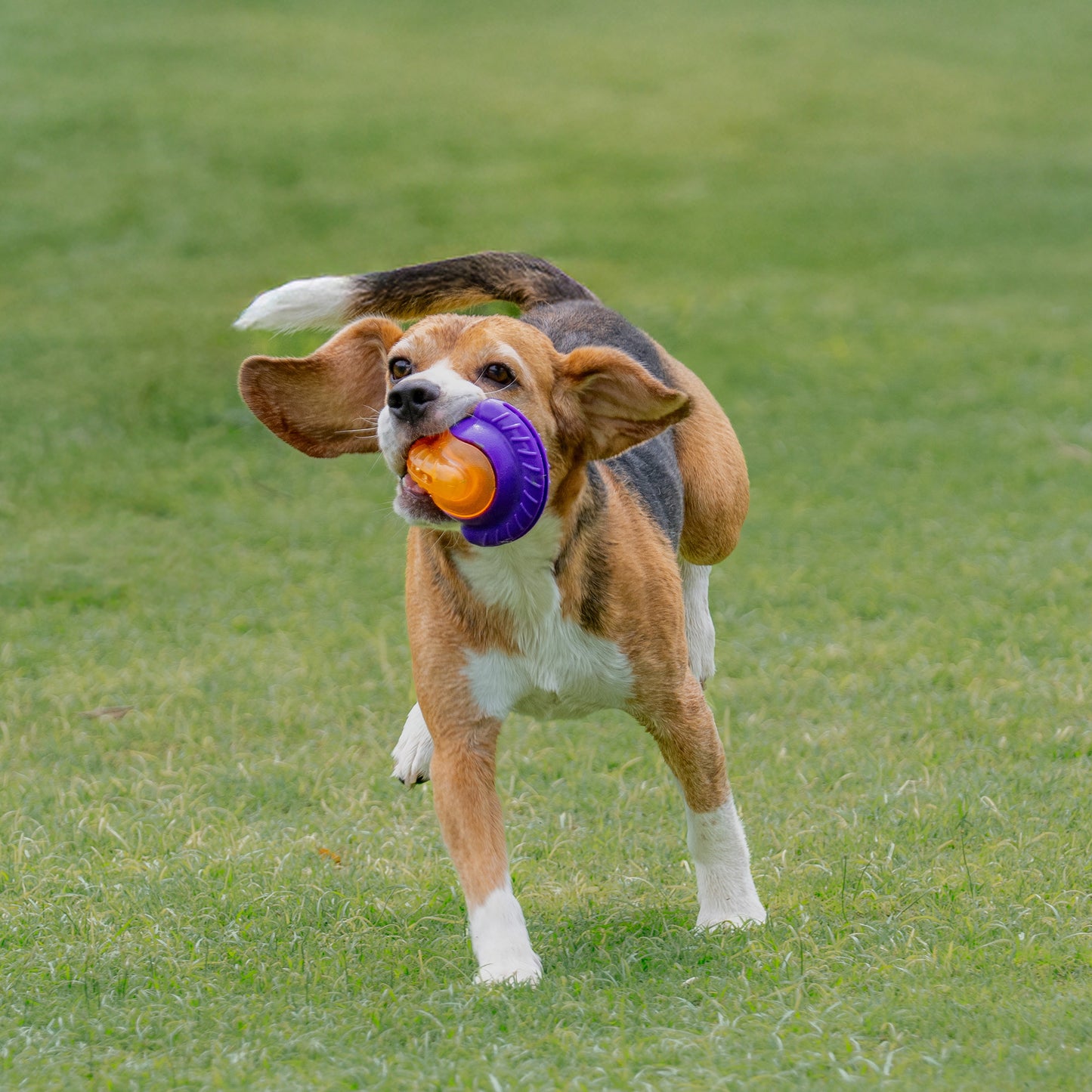 Dash Dog Chomping Champ Ball Toy For Dog - Orange & Purple