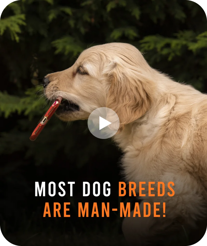 We can't expect them to be less 'dog'