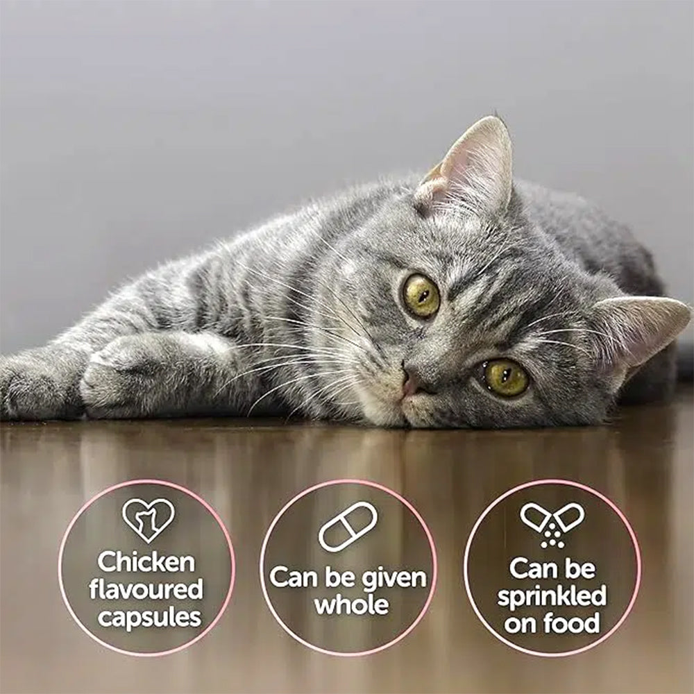 Scientific Remedies Cystophan Urinary Health Support For Cat - 30 Capsules