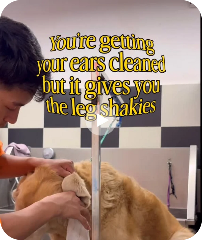 When ear-cleaning is too good...