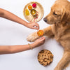 HUFT Pawsome Bhai Tie Rakhi For Dog & Cat - Orange