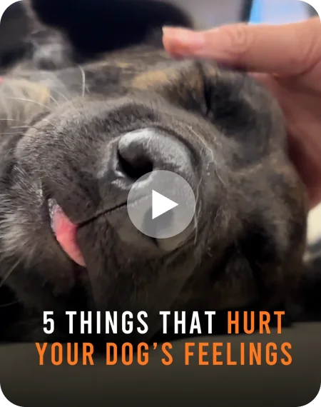 Things dogs wish we knew