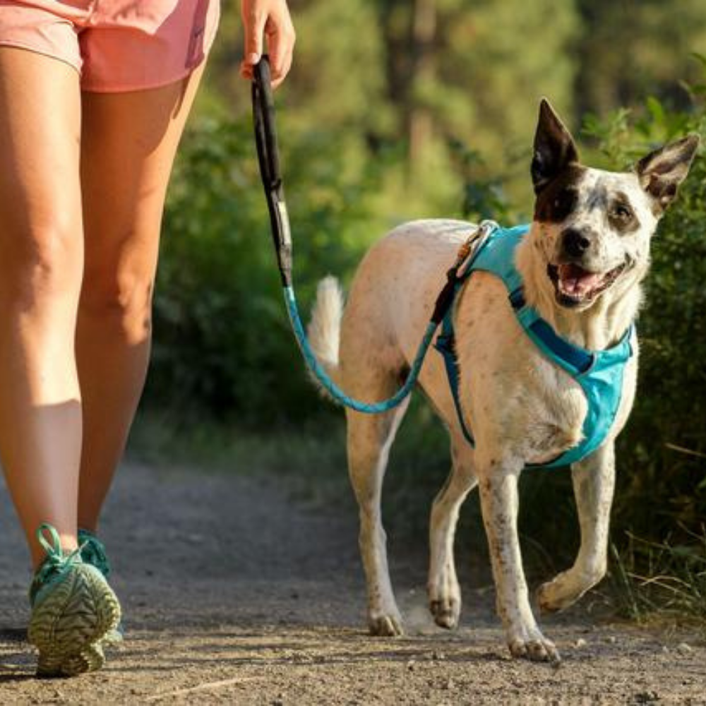 Ruffwear Hi Light Dog Harness Blue Atoll Heads Up For Tails