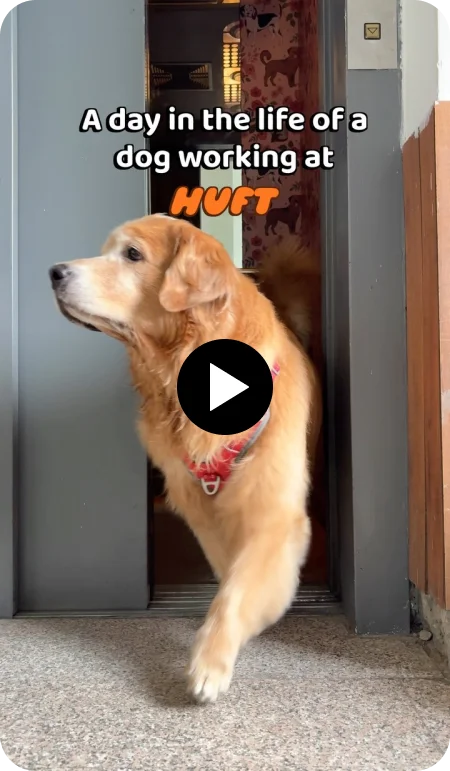 A Day in the life of a dog working at HUFT