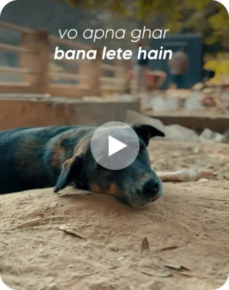 Street animals, not strays!